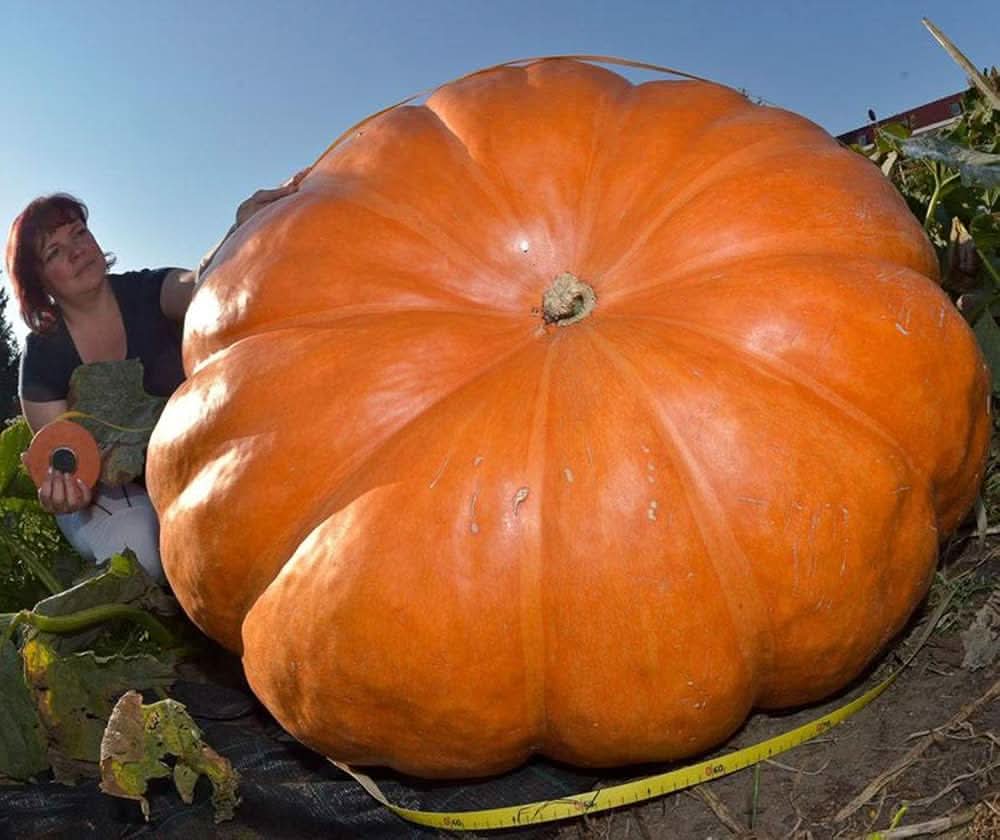 Atlantic giant pumpkins sprouting from seeds, forming enormous round orange fruit