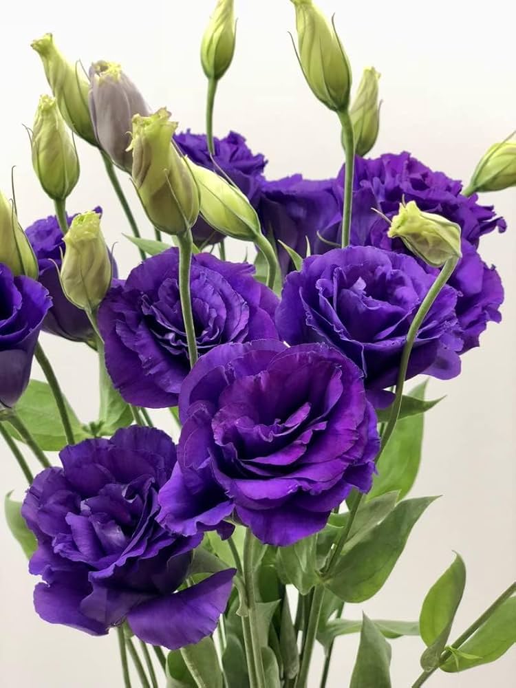 Lisianthus Eustoma Grandiflorum Purple Flower Seeds for Planting – Elegant Blooms for Garden Borders and Floral Arrangements