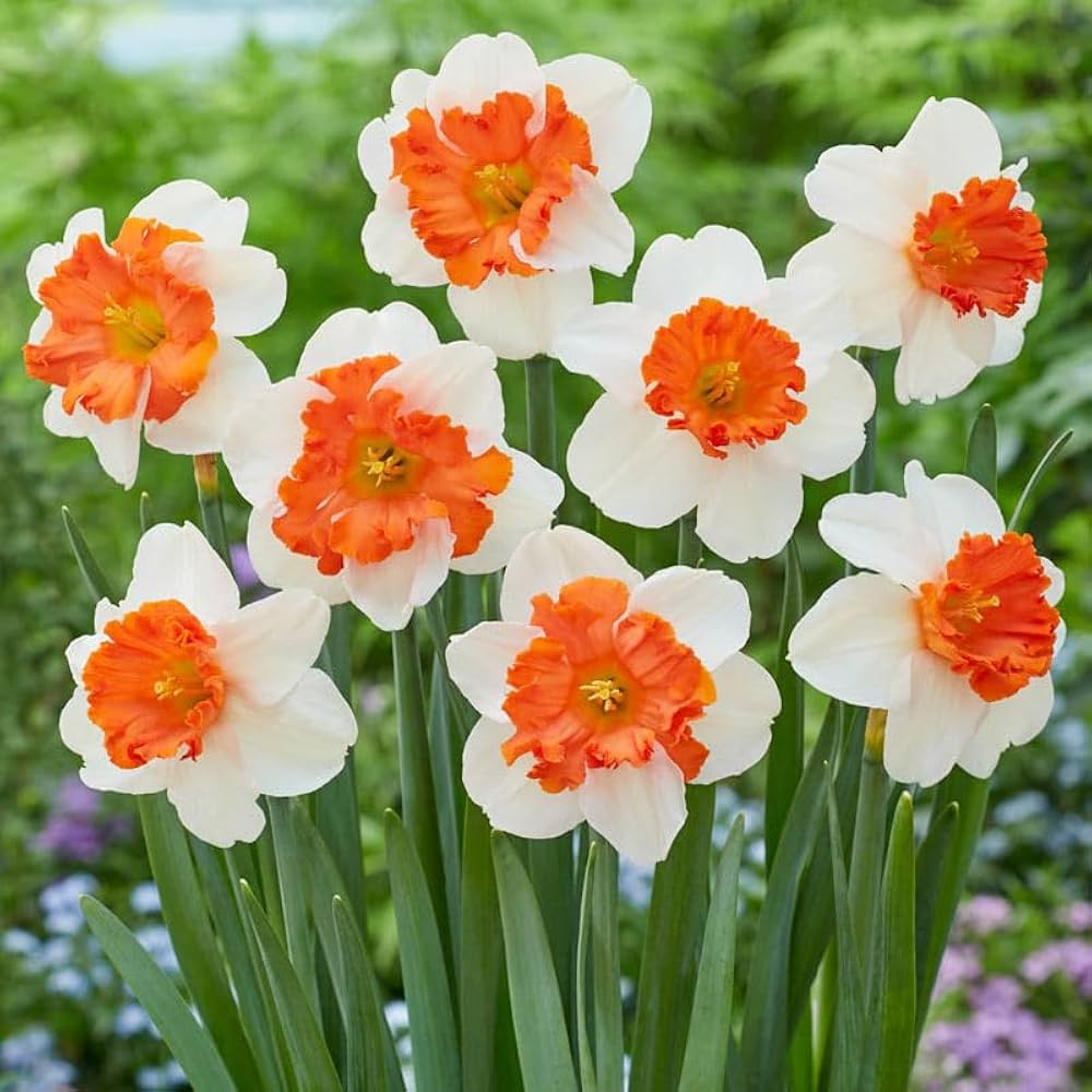 Daffodil Narcissus Pseudonarcissus Mixed Flower Seeds for Planting