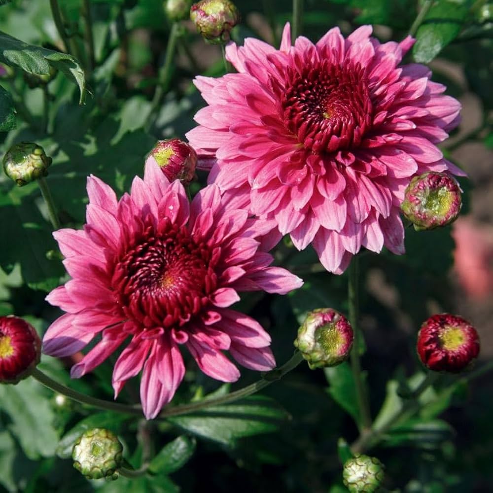Emerald Blue-Purple Chrysanthemum Flower Seeds, Seeds