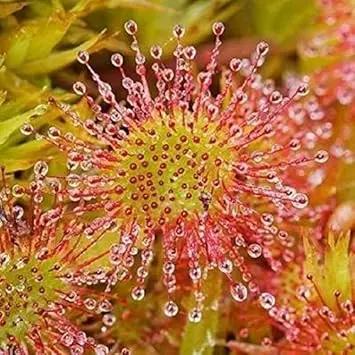Green Hardy Sundew Plant Seeds for Planting - NON GMO Seeds for planting in home garden