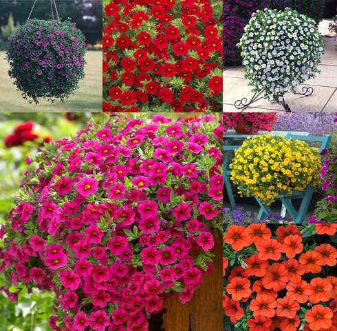 Mixed Calibrachoa Flower - Heirloom, Non - Gmo Seeds