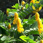Yellow Candlestick Flower Seeds for Planting - 100 seeds for planting in home garden