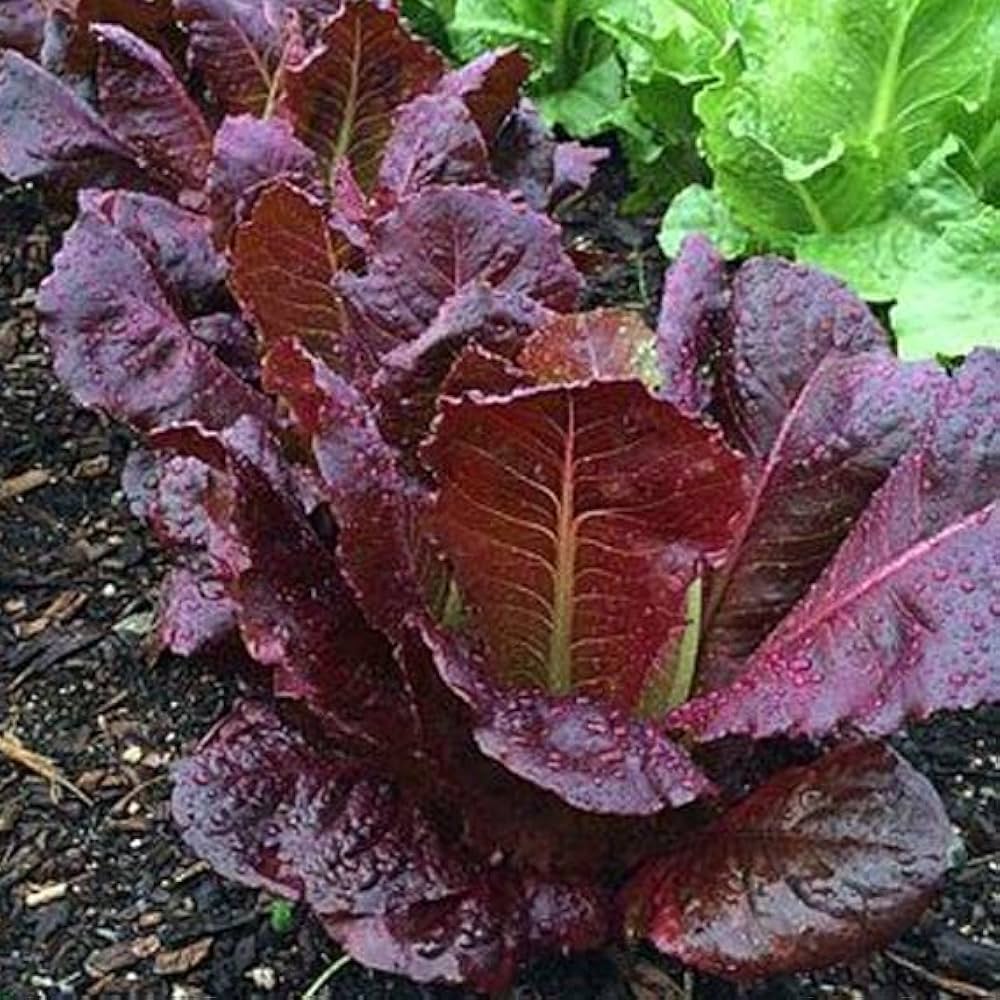 Deep Red Romaine Lettuce (Lactuca sativa) seeds for garden planting
