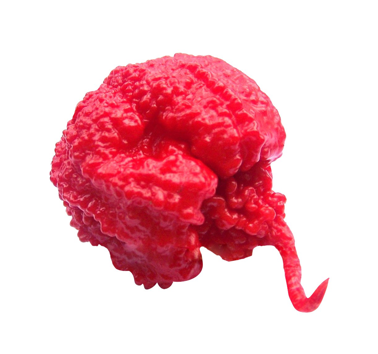 Carolina Reaper Capsicum chinense hot pepper seeds for kitchen garden planting