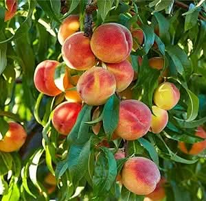 Nemaguard Peach Fruit Tree Seeds for Planting - Outdoor- Perennial Non GMO Fruit Seeds - Rare and Unique Fruits for Nature Lovers