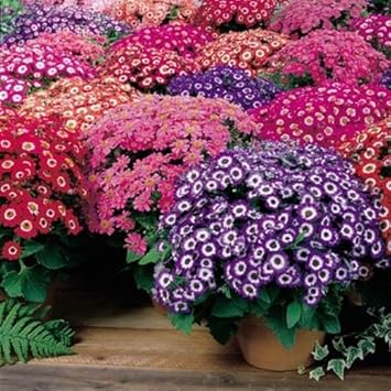 Mix Cineraria Flower Heirloom Non Gmo Image