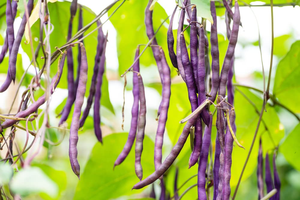 Royal Burgundy Bush Bean Seeds for Planting Phaseolus vulgaris Vegetable Patch
