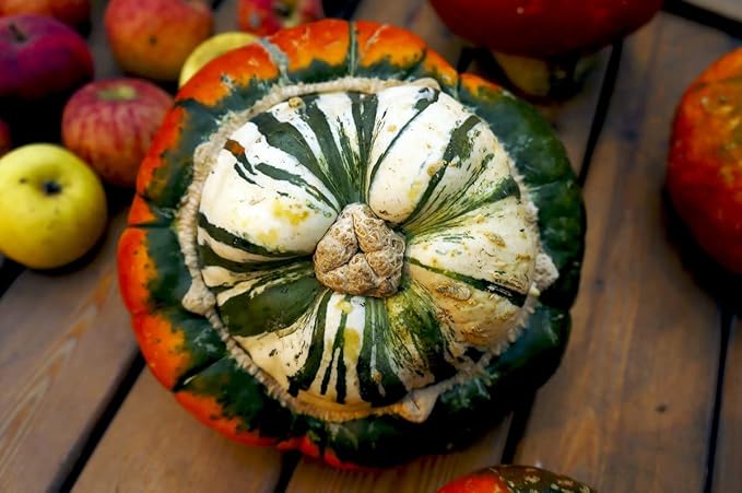 Squash Cucurbita maxima Turk’s Turban vegetable seeds for planting in home garden or backyard beds