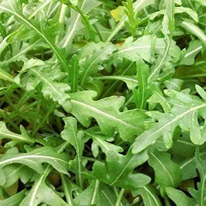 Arugula Eruca vesicaria vegetable seeds for planting in kitchen garden or indoor containers