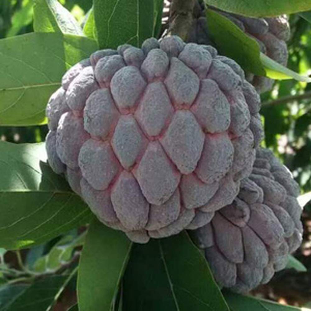 Soursop Fruit Seeds for Planting
