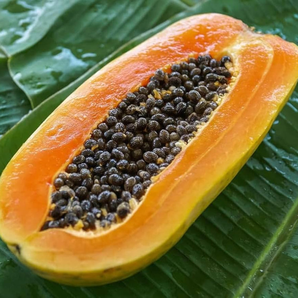 Tainung Mexican Papaya Fruit Seeds for Planting - Sweet and Tropical Papayas, Heirloom Seeds