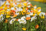  double and semi-double Ballerina poppies in orange, yellow, white, lilac, and carmine hues

