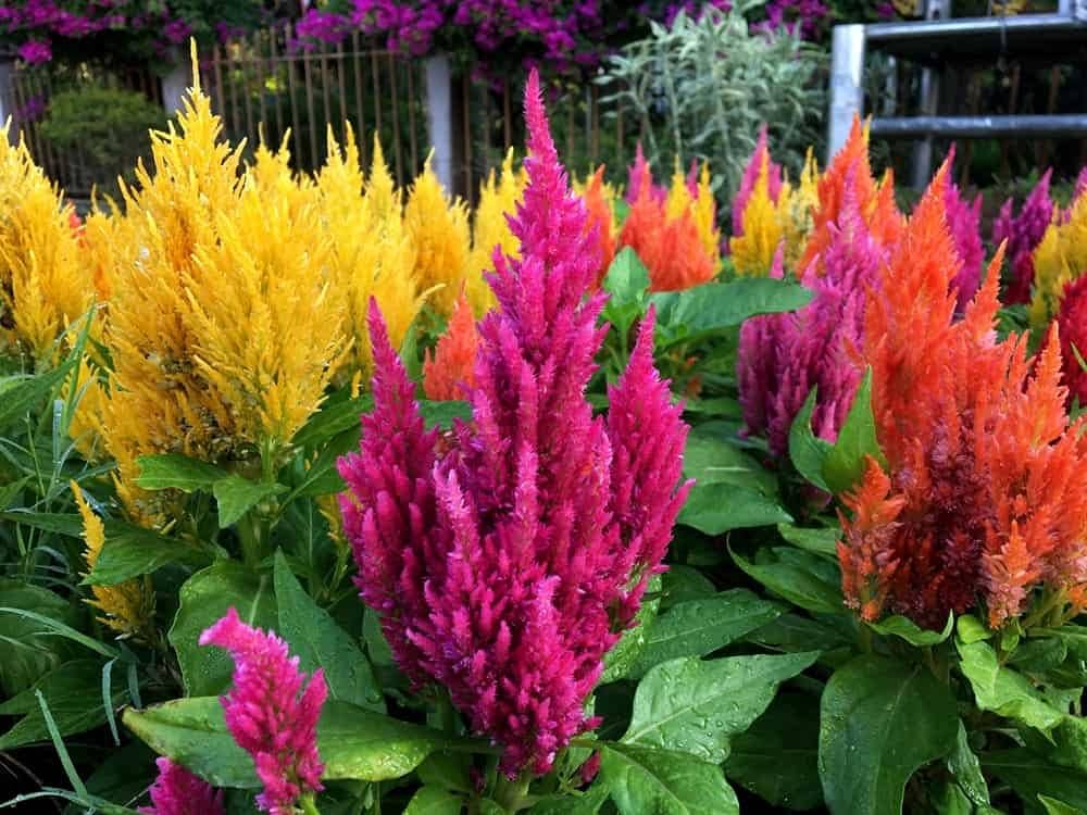Celosia mix large flower seed for garden planting