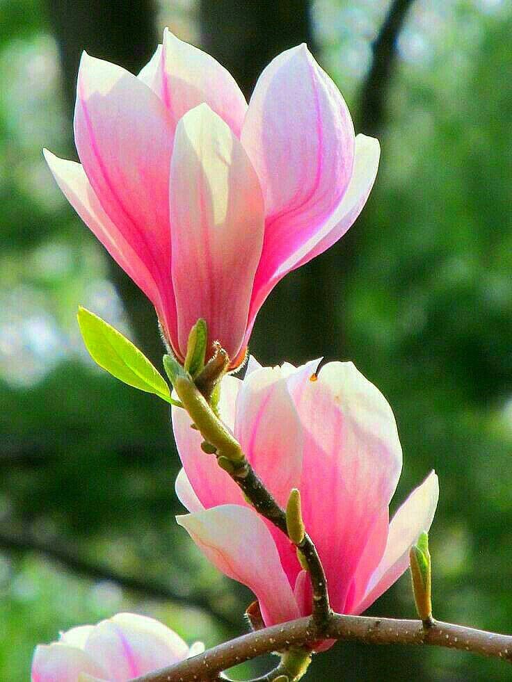 Dark Red Yulan Magnolia Flower Seeds ( , Gorgeous Blooms)