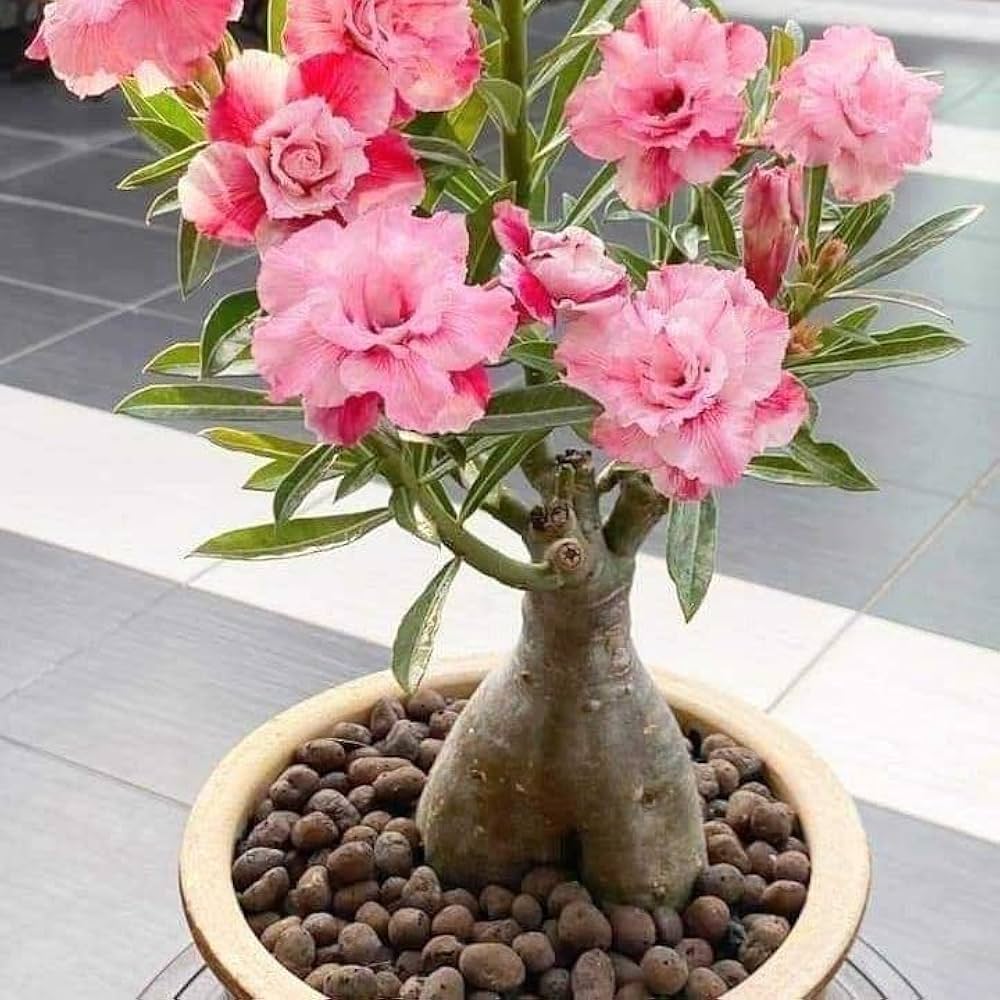 Rose Rosa Hybrida Miniature Bonsai Flower Seeds for Planting – Great for Indoor Pots and Decorative Gardening