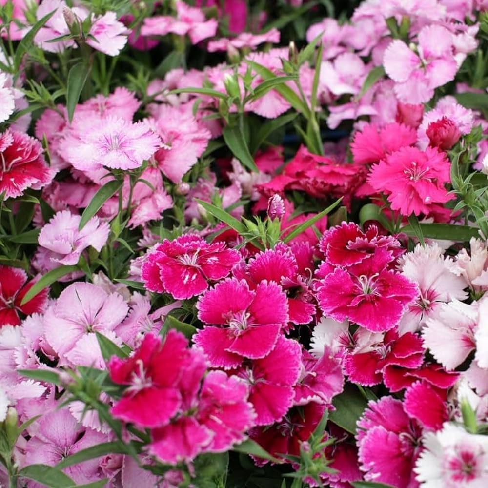 Chinese Pinks Seeds Dianthus chinensis for Planting in Flower Border or Urban Garden