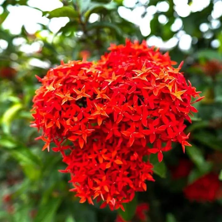 Ixora Flower Seeds for Planting - NON GMO Seeds Dhara Seeds