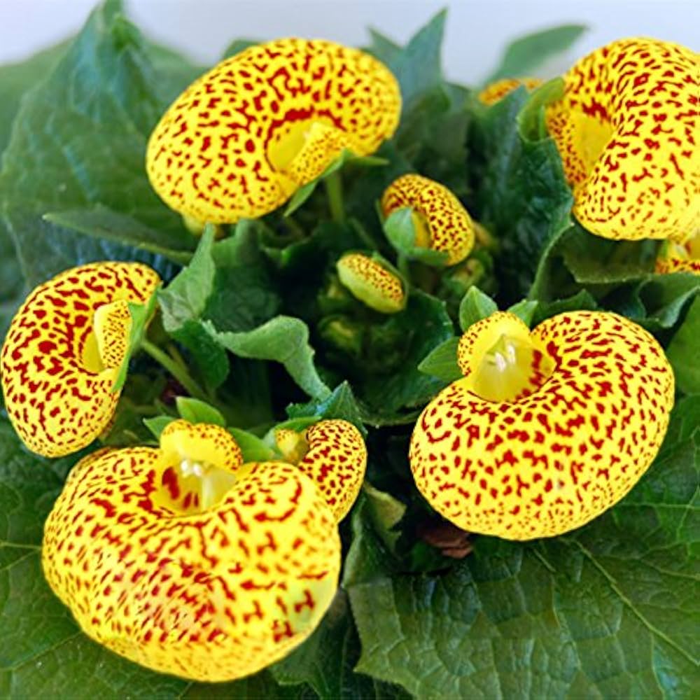 Pocketbook Flower Seeds for Planting Calceolaria herbeohybrida for Balcony Garden and Colorful Pots
