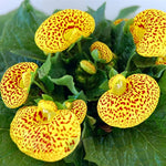 Calceolaria Flower Calceolaria spp. for planting in flower bed and urban garden