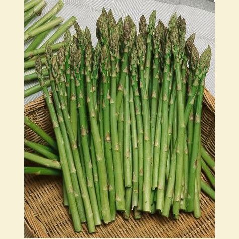 Asparagus 'Mary Washington'