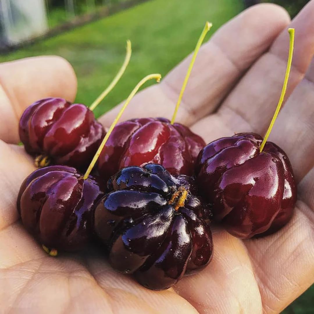 Suriname Cherry Eugenia uniflora for planting in patio garden