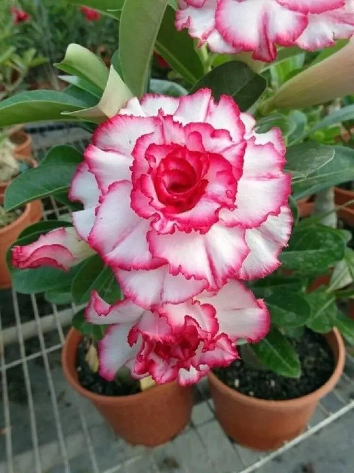 Pink White Adenium Obesum Flower Seeds for Planting - NON GMO Seeds Dhara Seeds