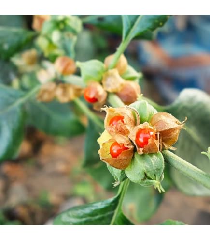 Orange Somnifera Plant Seeds for Planting - 100