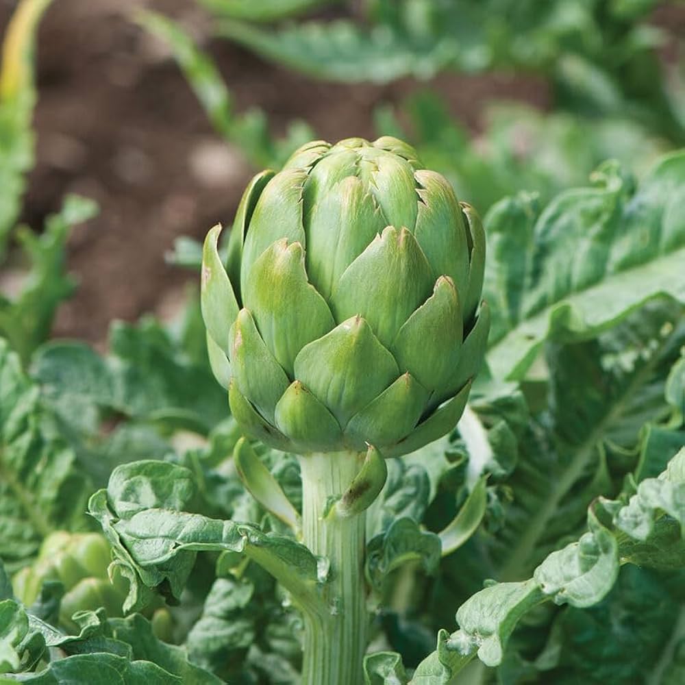 Imperial Star Artichoke Seeds Heirloom Non-GMO High Germination Organic Garden Seeds