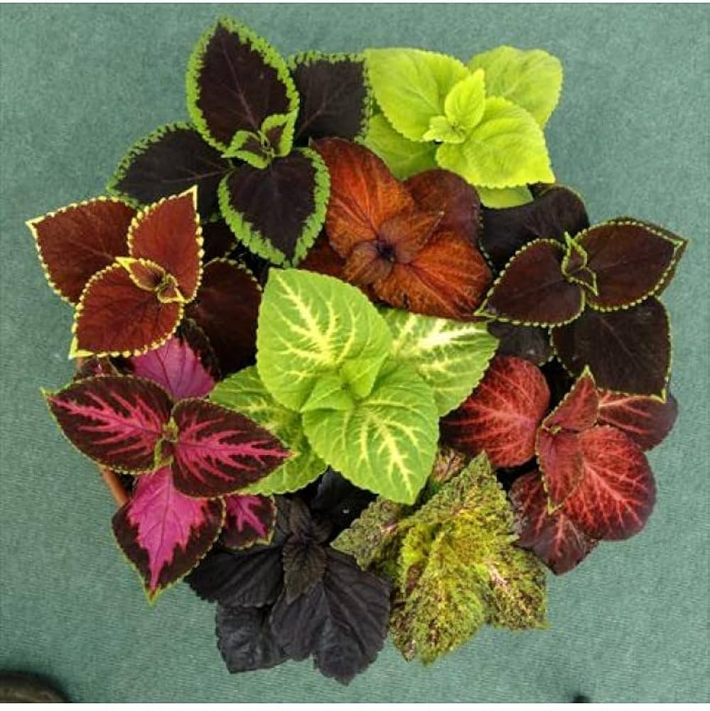 Fairway Mix Coleus seeds for foliage and moon garden planting