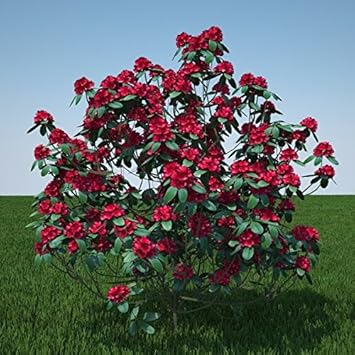 Heirloom Red Rhododendron Flower Seeds, Non-GMO Vibrant Blooms for Planting