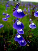 Utricularia Flower Seeds Blue for Planting, NON GMO Seeds Dhara Seeds