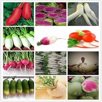 Mixed Radish Raphanus sativus seeds for garden planting