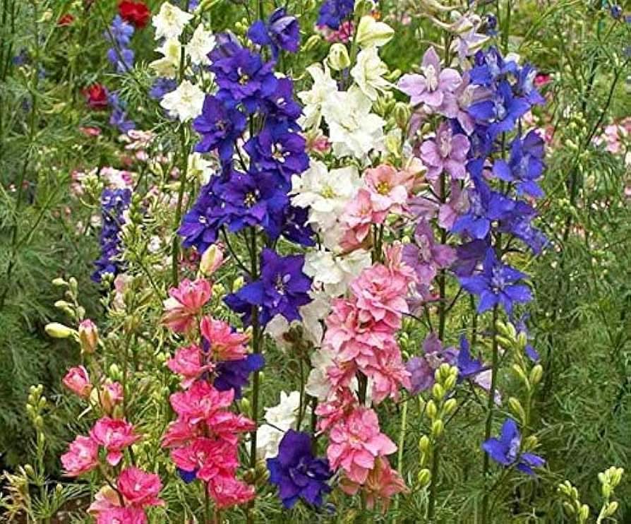 Rocket Delphinium Elatum Flowering Plant Seeds for home garden borders