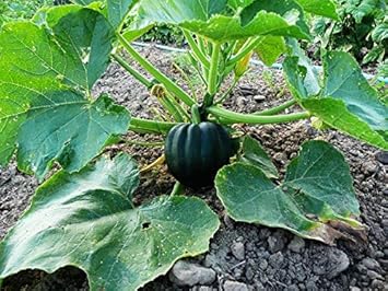Table King Acorn Squash Winter Summer Cucurbita - Heirloom, Non - Gmo Seeds