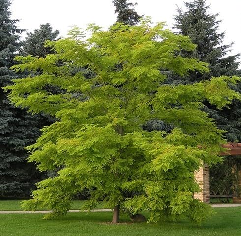 Green Robinia Pseudoacacia Tree - Heirloom, Non - Gmo Seeds