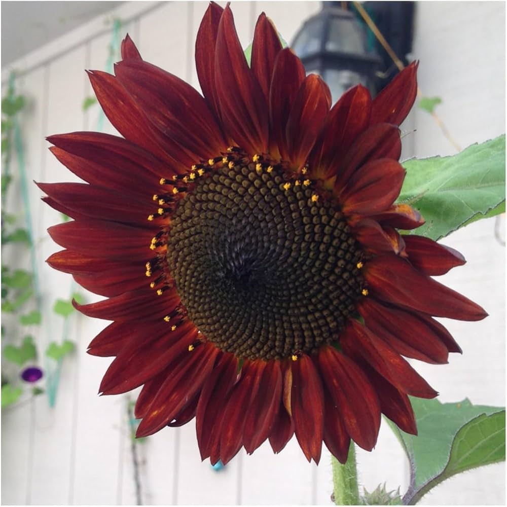 Heirloom Seeds Grattacielo Helianthus Brown - Edible Sunroot for Garden Projects
