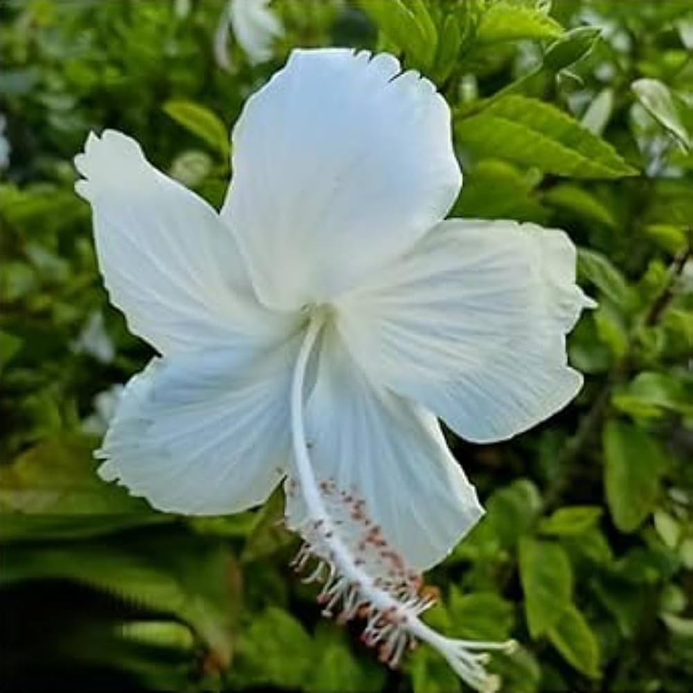 Silver White Hibiscus Hibiscus rosa-sinensis flower seeds for tropical home garden planting