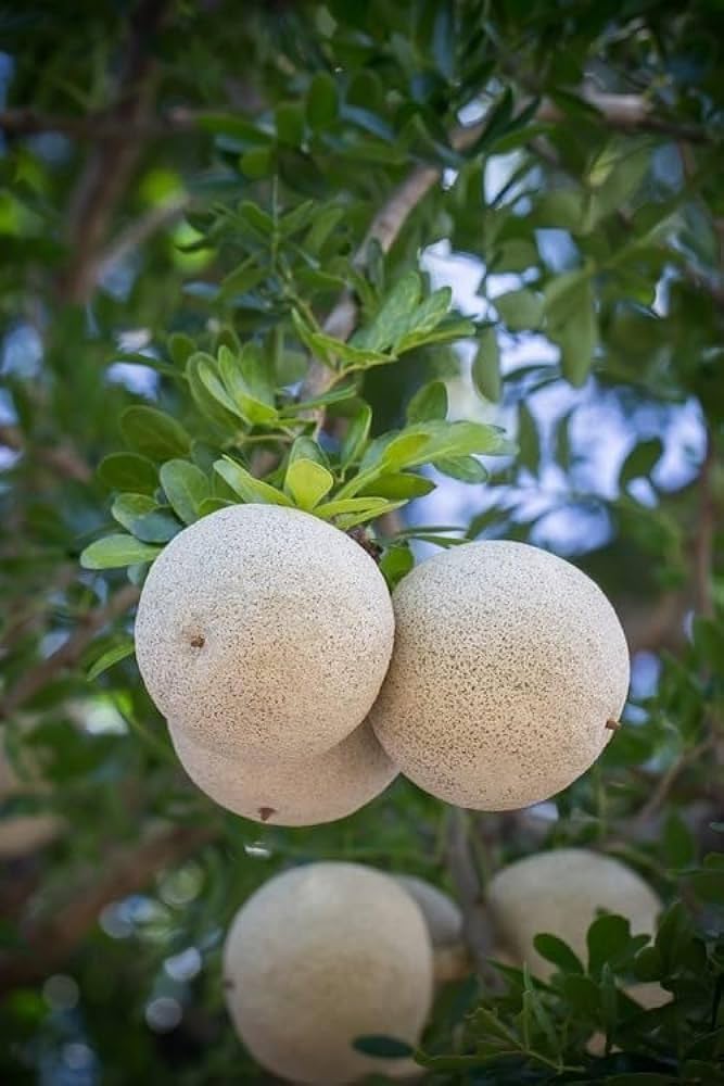 Wood Apple (Limonia acidissima) / Common Name: Bael Fruit