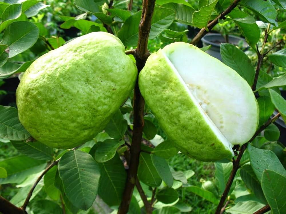 Guava Seeds