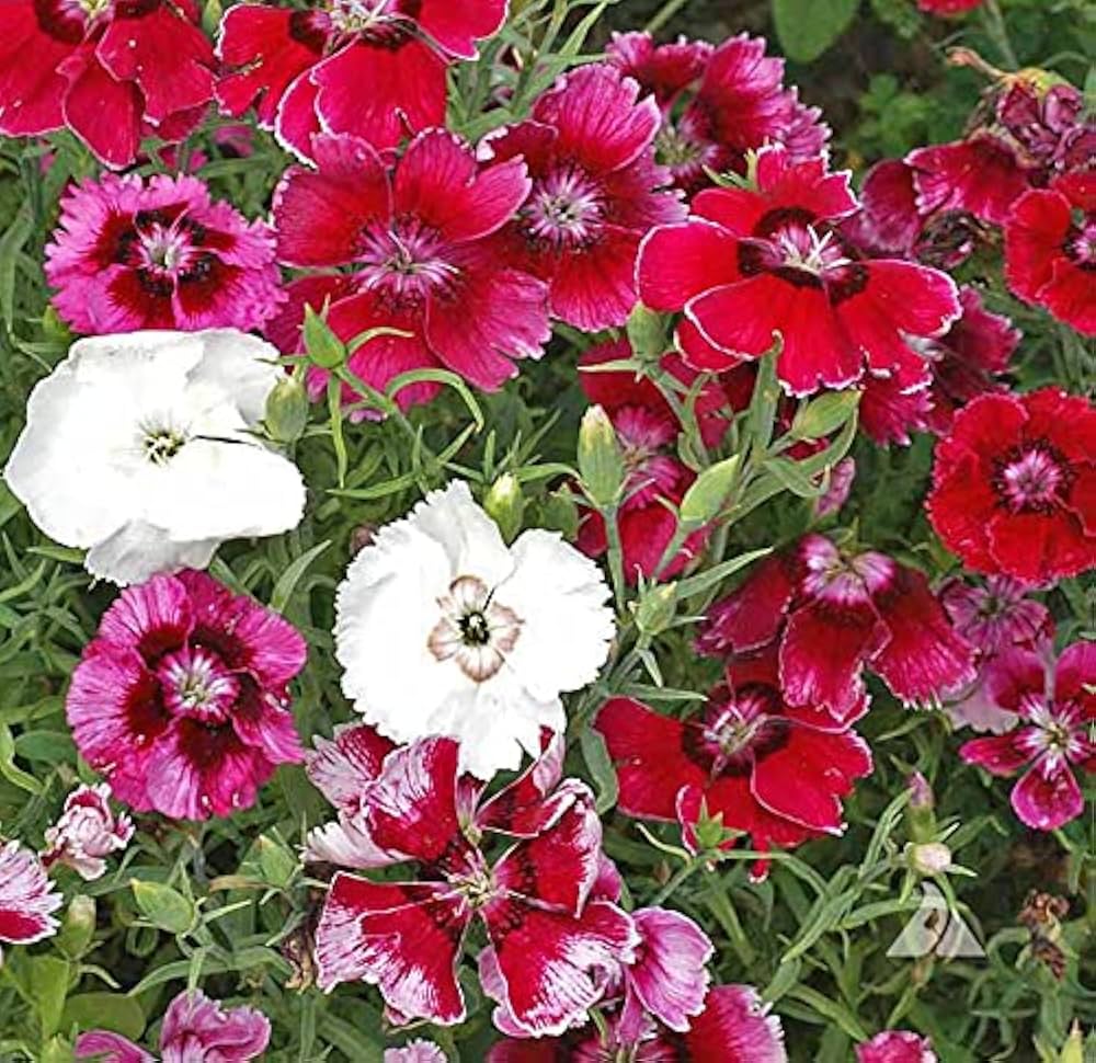 Dianthus Velvet N Lace Seeds for Planting Dianthus Barbatus flower bed cottage garden
