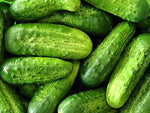 Wisconsin 58 Cucumber seeds for flavorful cucumbers