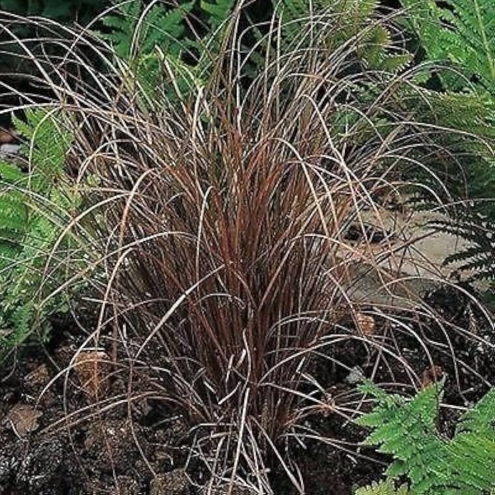 Carex flagellifera Bronze Ornamental Grass Seeds for Planting in Landscape Borders – + Seeds