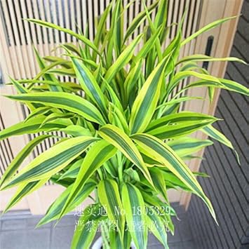 Green Dracaena Fargans Plant Seeds for Planting - 100 seeds for planting in home garden