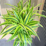 Green Dracaena Fargans Plant Seeds for Planting - 100 seeds for planting in home garden