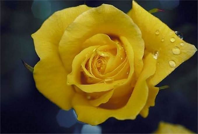 Rose Light Yellow Rose Flower Seeds light yellow