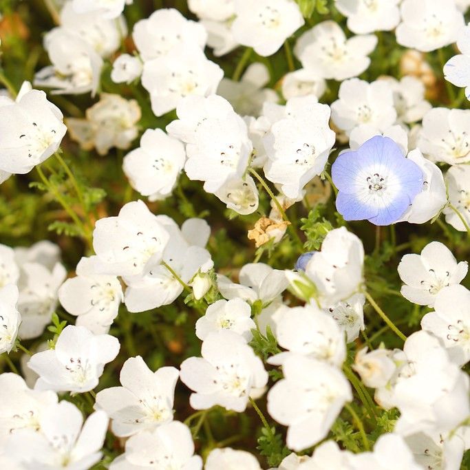 Nemophila Seeds - Snow White