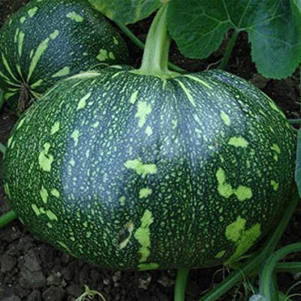 Green Calabazilla Vegetable Seeds for Planting heirloom & Non-GMO Seeds