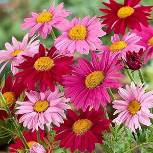 Chrysanthemum Chrysanthemum spp. Seeds for Planting in Flower Bed & Garden