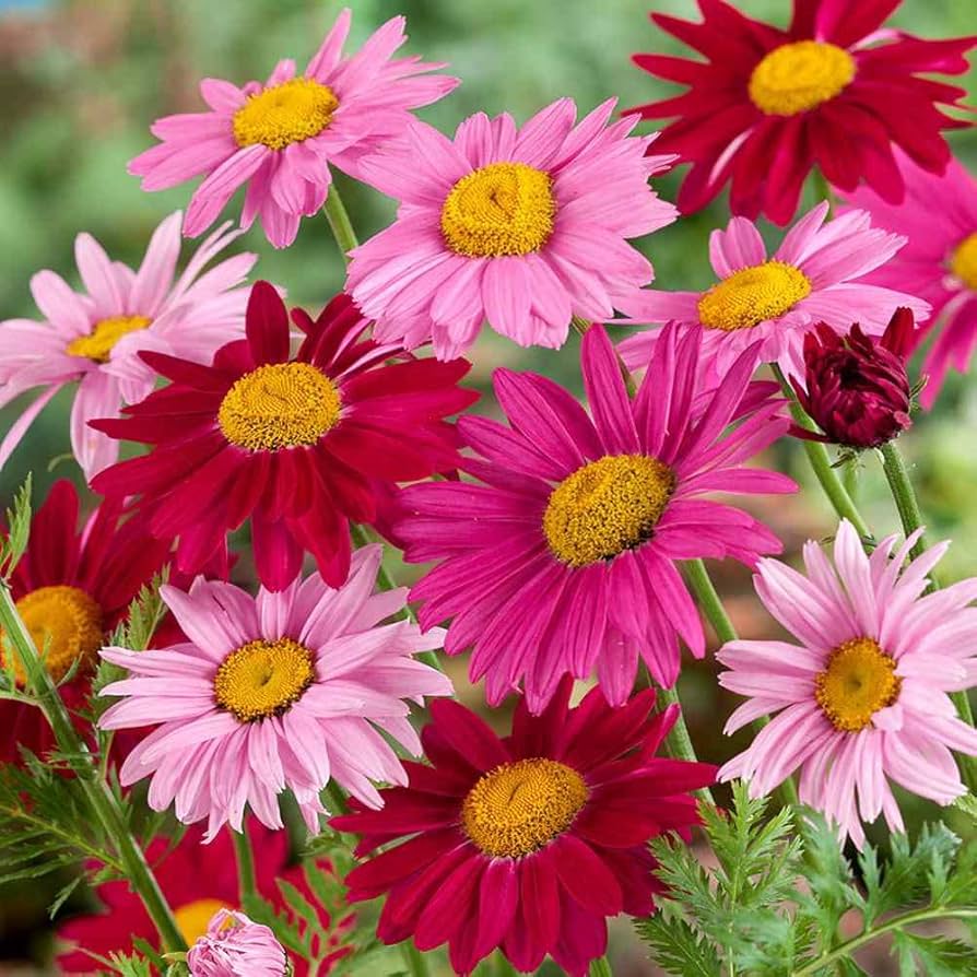 Chrysanthemum Chrysanthemum Robinsons Mix Flower Seeds for Planting – Ideal for Seasonal Garden Displays and Cut Flowers